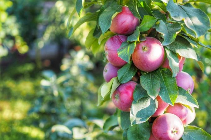 სვეტი ვაშლის ხე ვაშლით