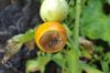 Banānu kāju tomāts: no audzēšanas līdz ražas novākšanai