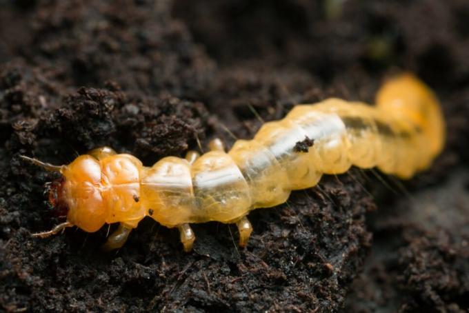 Fire beetle larva on earth