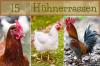 15 породи пилета със снимка