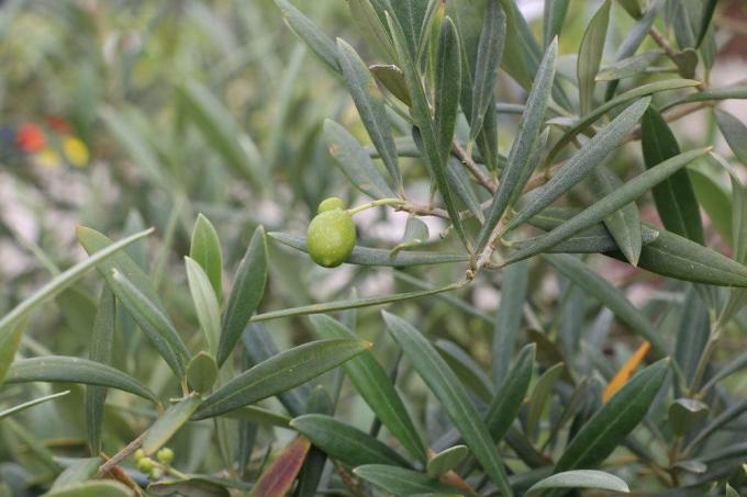 Olivträd tillhör olivfamiljen