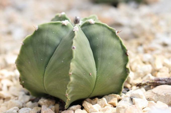 Il cactus Bischofsmütze non fiorisce prima del terzo anno