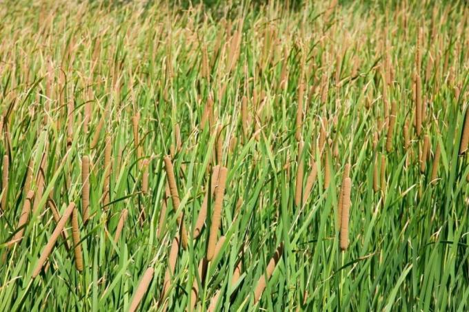 Cattail berdaun lebar (Typha latifolia), rumput tinggi