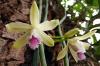 Types d'orchidées: Variété inépuisable d'orchidées
