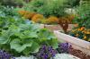 Посадите комшије: Засадите цвеће у повртњаку