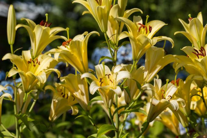 Where to plant lilies