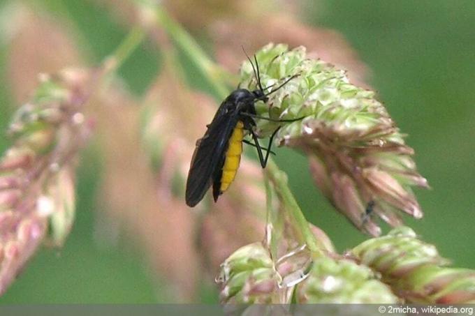 Mourning Fly - Fungus Gnat