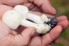 Identify white mushrooms: 11 species