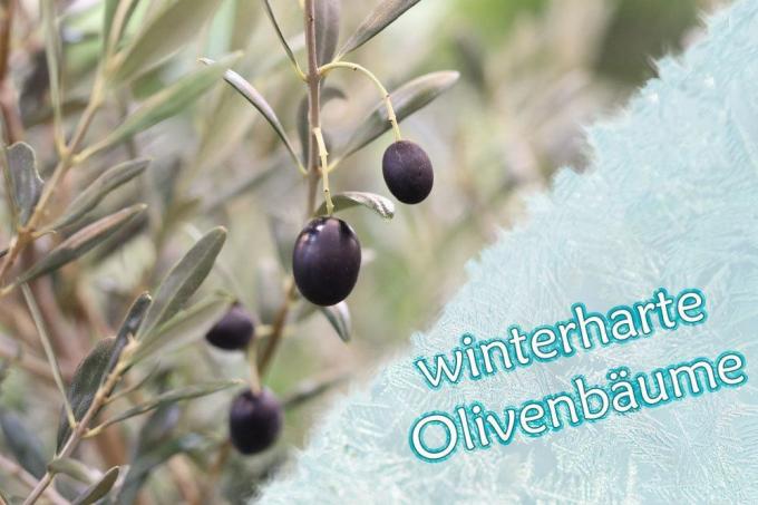 Hardy olive trees