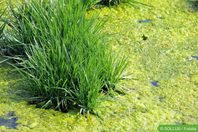 Contrôle biologique des algues
