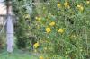 Dobbelt ranunkel, Kerria japonica pleniflora