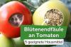 Pourriture apicale de la tomate: 5 remèdes maison