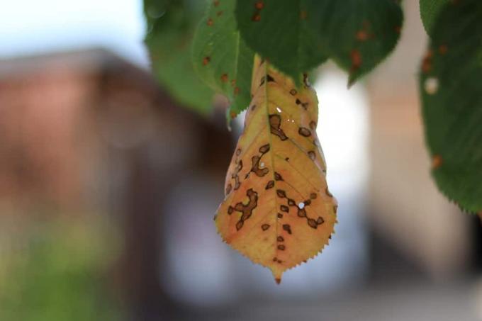 Hapankirsikka (Prunus cerasus) Haulikkotauti