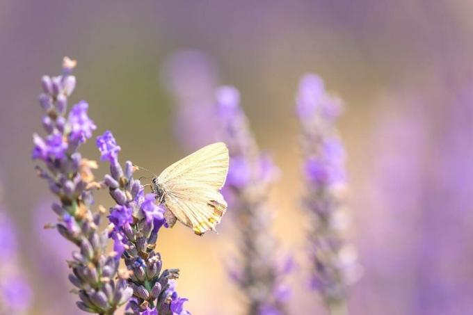 witte vlinder op lavendelbloem