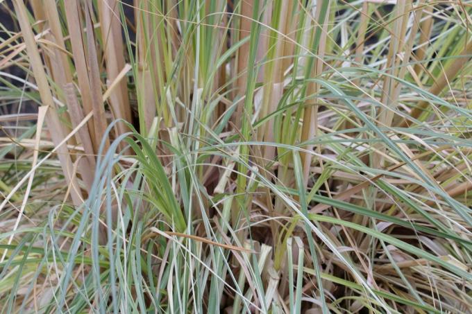 Pampas grass needs root protection in winter