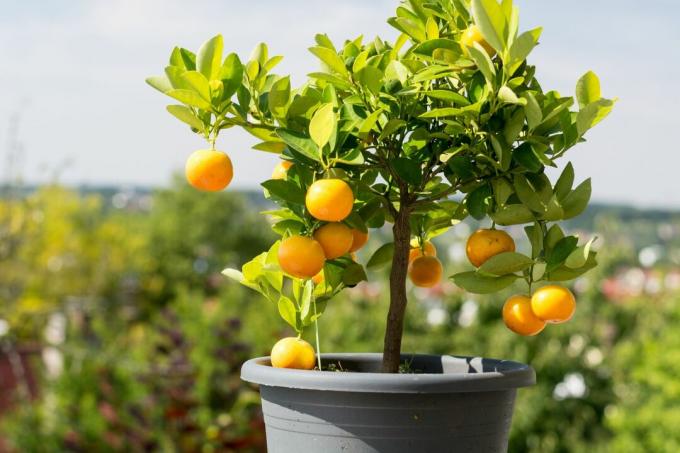 गमले में संतरे का पेड़