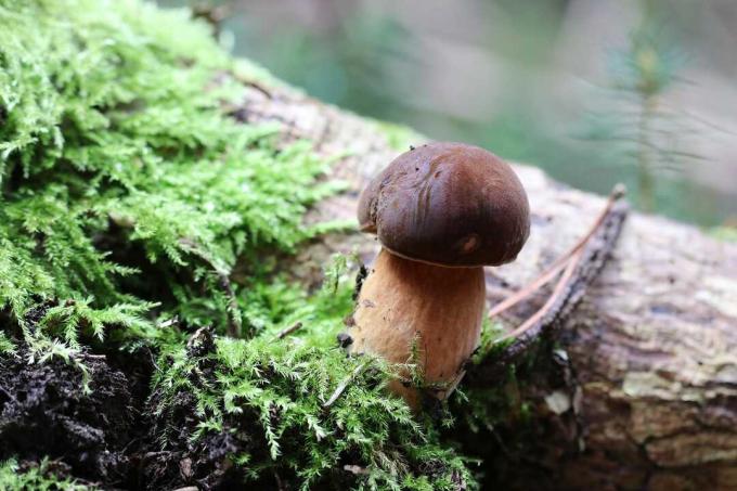 Cogumelo no musgo de uma floresta