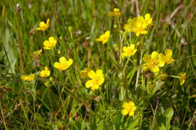 Creeping buttercups in a meadow