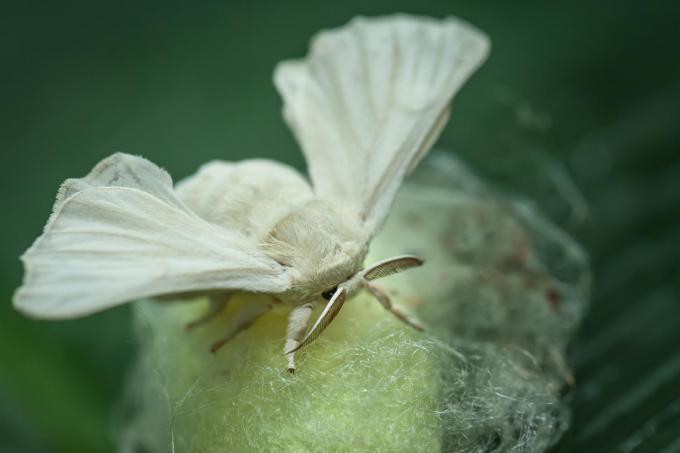 svilena buba pauk moljac