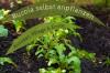 Rucola planten: tips voor zaaien, verzorgen en oogsten