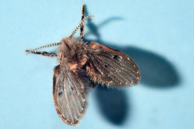 蝶の蚊（Clogmia alpipunctata）