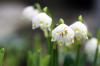 Is the cowslip poisonous? Information for people & animals