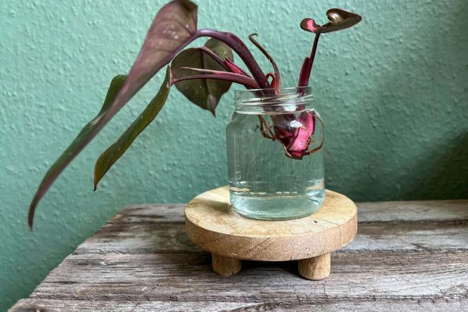 La princesa Philodendron Pink se propaga mediante esquejes. Enraizamiento en un vaso de agua.