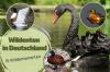 Дивље патке у Немачкој: 15 врста дивљих патака Плантопедиа