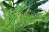 Phoenix palm får brune blade: hvad skal man gøre?