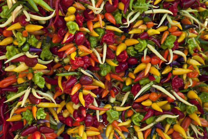 Colorful chillies