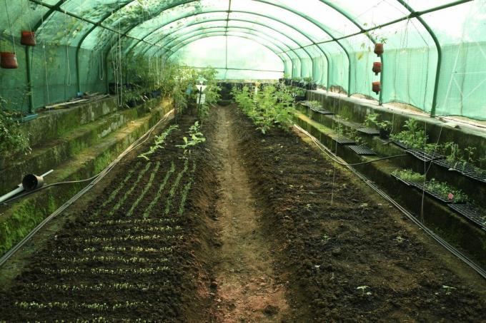 さまざまな種類の野菜が植えられた温室