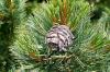 Collect pine cones: 24 native cones