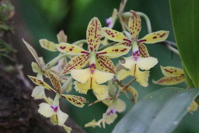 Laat de orchidee bloeien