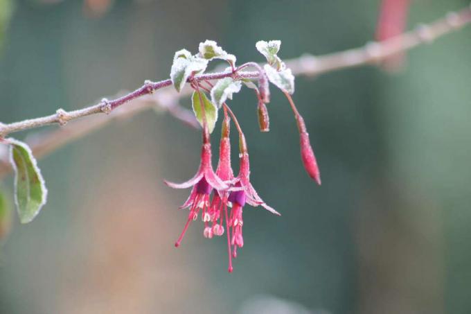 फ़्रॉस्ट विंटर की शाखा पर फ़ुचिया के फूल