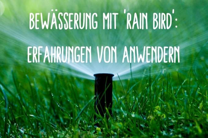 Watering Rain Bird - Názov