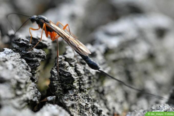 Ichneumon wasp against moths
