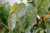 Жовте листя на помідорах: причини і шляхи вирішення