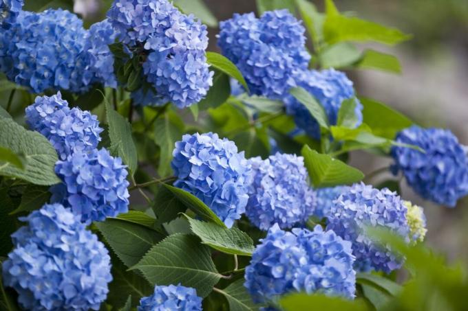 Hortensias de ferme en fleurs bleues
