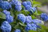 Teindre des hortensias en bleu: instructions & conseils