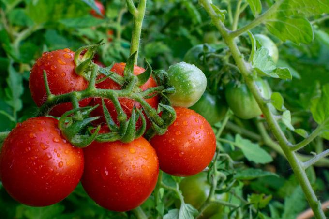 rijpe Tamina-tomaten
