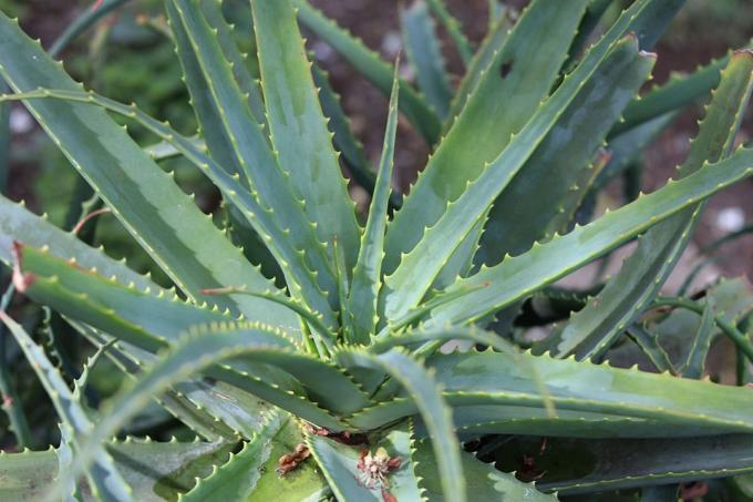Aloe salvaje o Aloe del cabo (Aloe ferox)