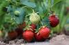 När planterar du jordgubbar? Information om bästa planteringstiden