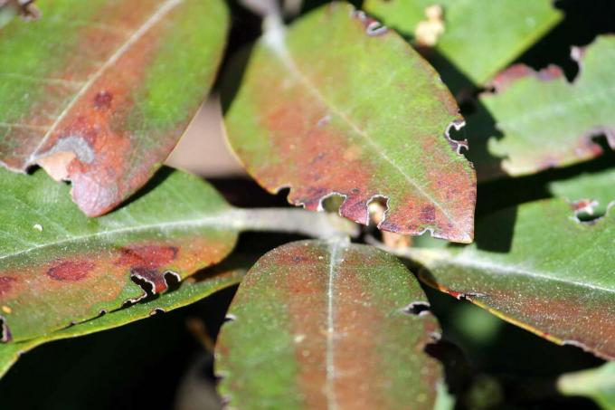 덩굴 바구미가 먹는 진달래 잎