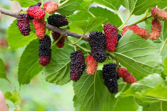 Mulberry frukter
