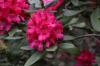 พันธุ์ Rhododendron: 50 สวยที่สุด (ภาพรวม)