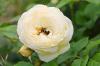 Bush roses: varieties and care from A-Z
