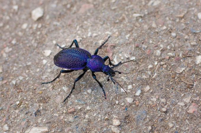 青紫色のオサムシ（Carabusproblematicus）
