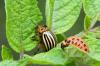 Bekämpning av Coloradobaggar: naturligt och ekologiskt