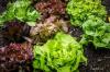 Salattyper: Liste over alle typer med navne