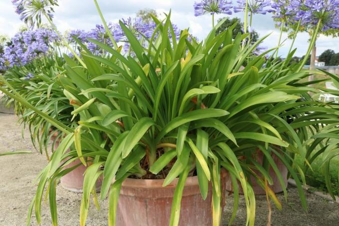 Agapanthus in the bucket